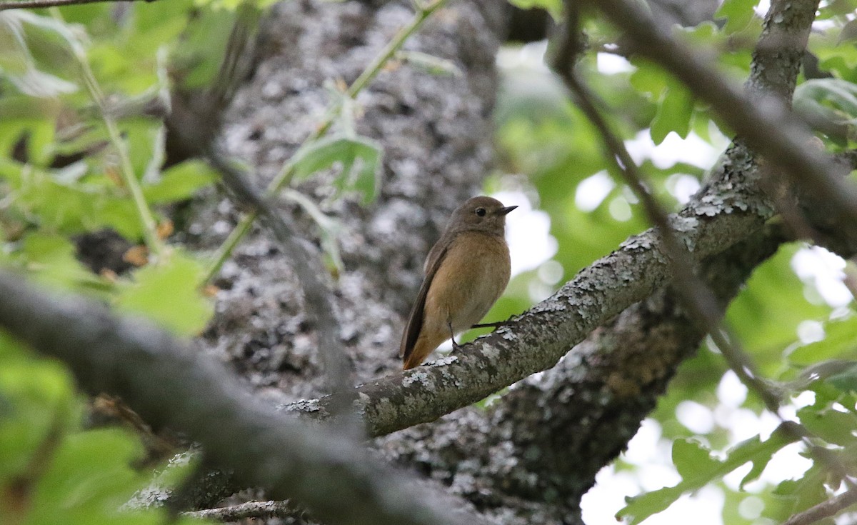 Common Redstart - ML452726841