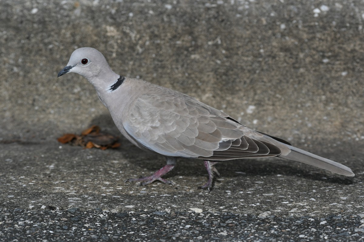 Eurasian Collared-Dove - ML452727041
