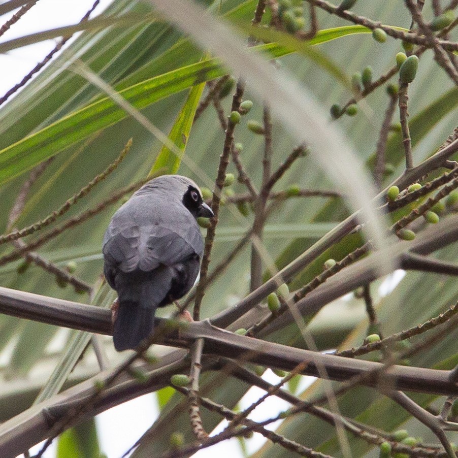 Pale-fronted Nigrita - ML452728081