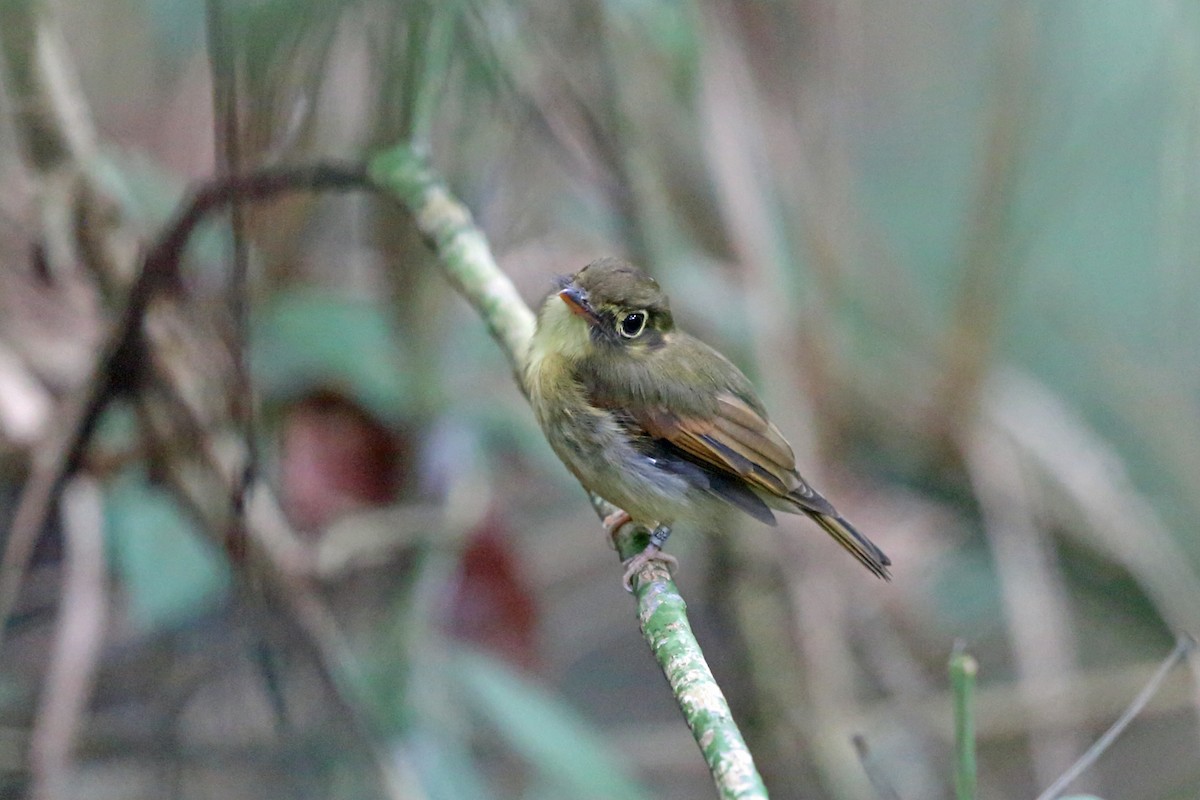 Russet-winged Spadebill - ML45272821