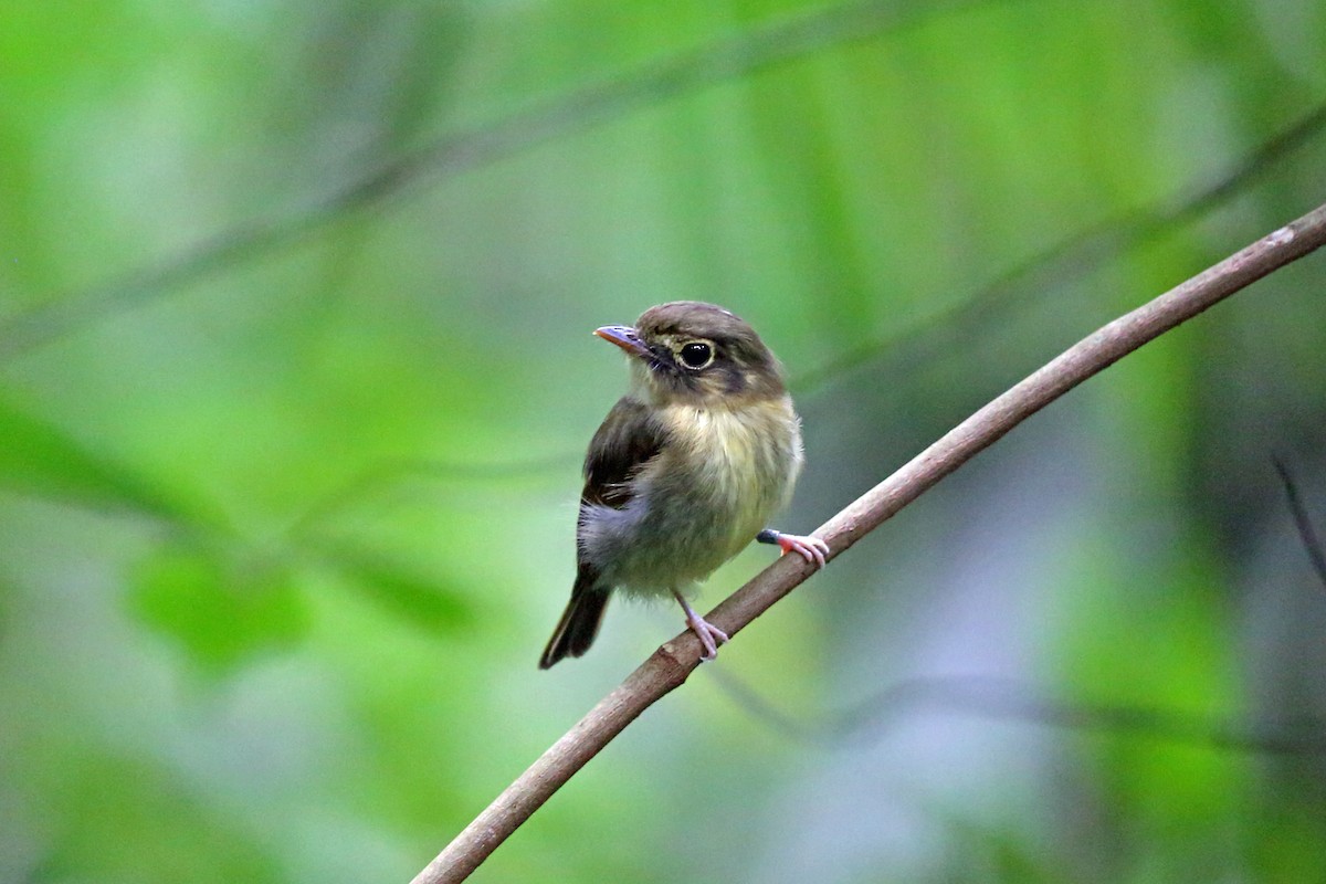 Russet-winged Spadebill - ML45272831