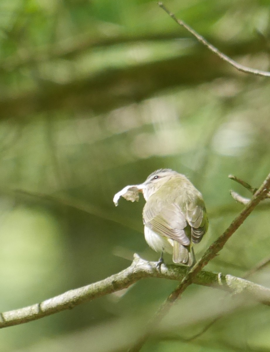 Red-eyed Vireo - ML452728971