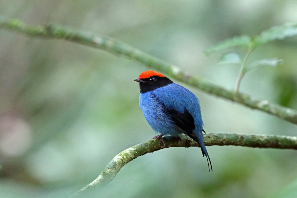 Swallow-tailed Manakin - Nigel Voaden
