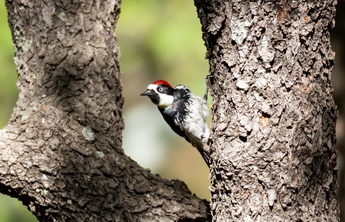 Acorn Woodpecker - shawn mason