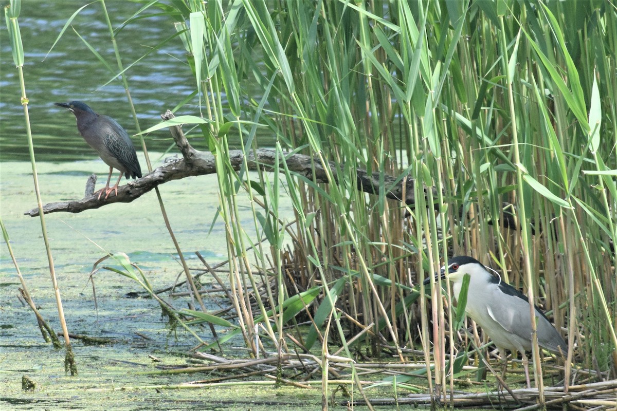 Green Heron - ML452730231