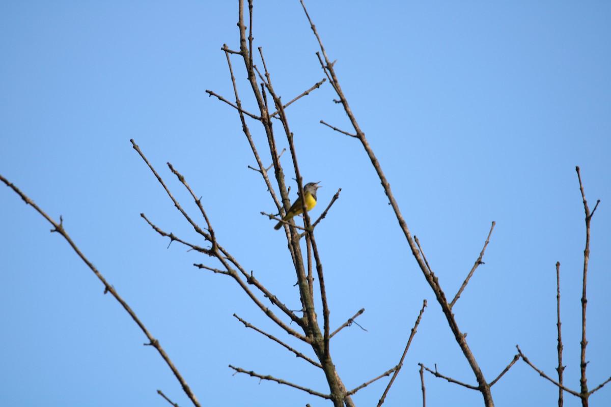 Mourning Warbler - ML452730761