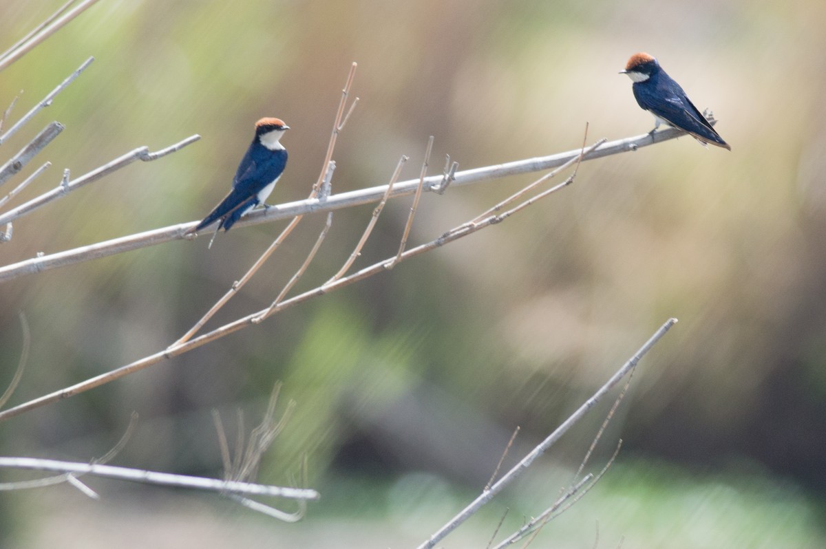 Wire-tailed Swallow - ML452730831