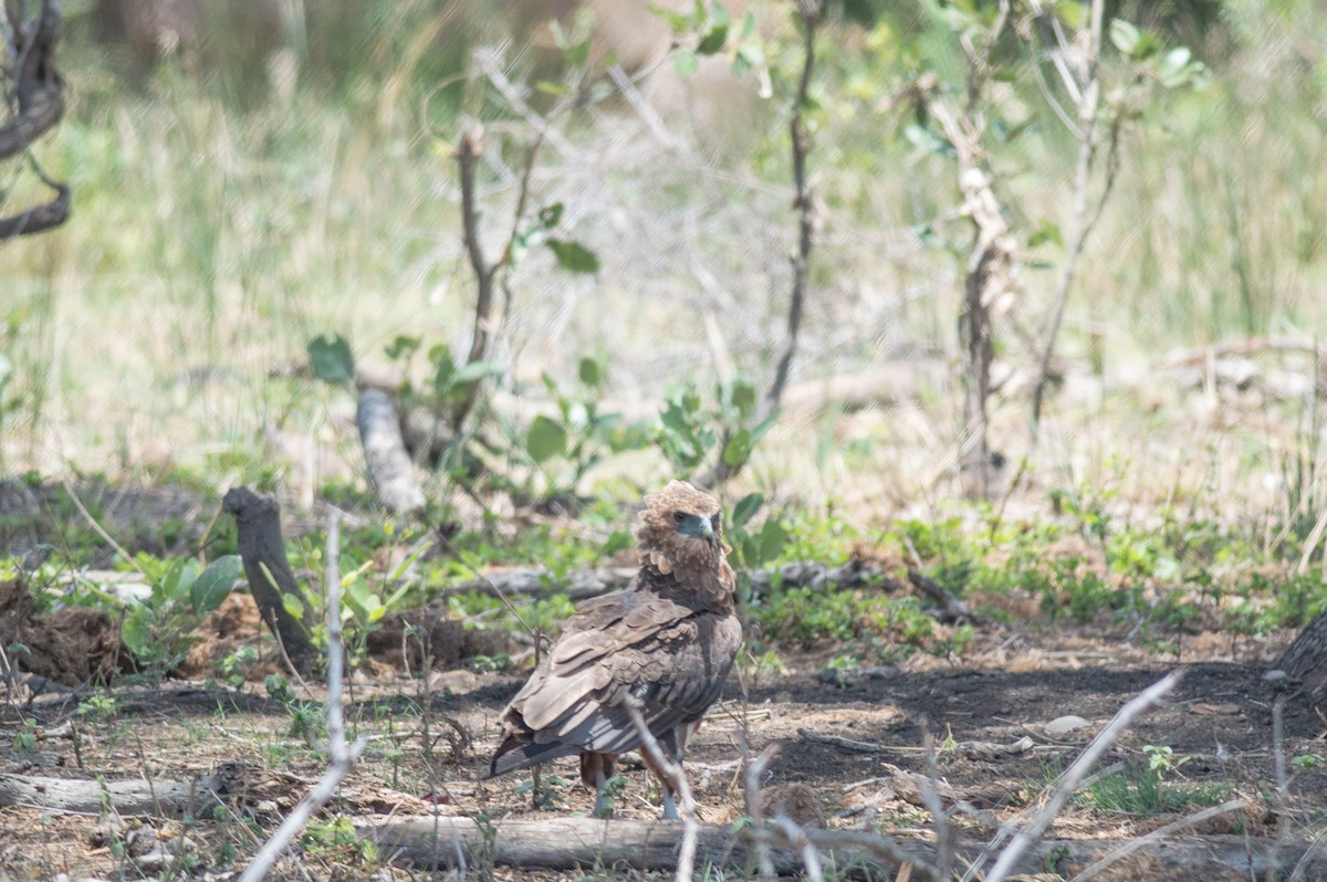 Bateleur des savanes - ML452730961