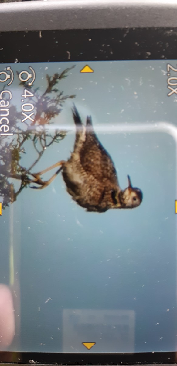 Upland Sandpiper - ML452733391