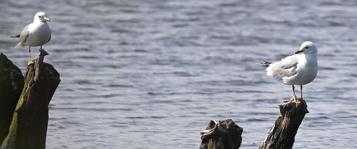 Common Gull - ML452735311