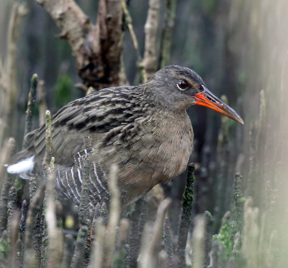 Mangrove Rail (Atlantic) - ML45273571