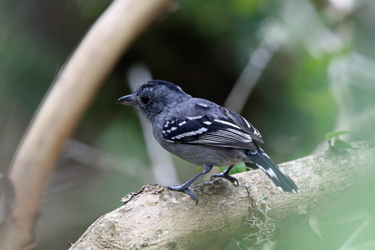 Sooretama Slaty-Antshrike - ML45273621