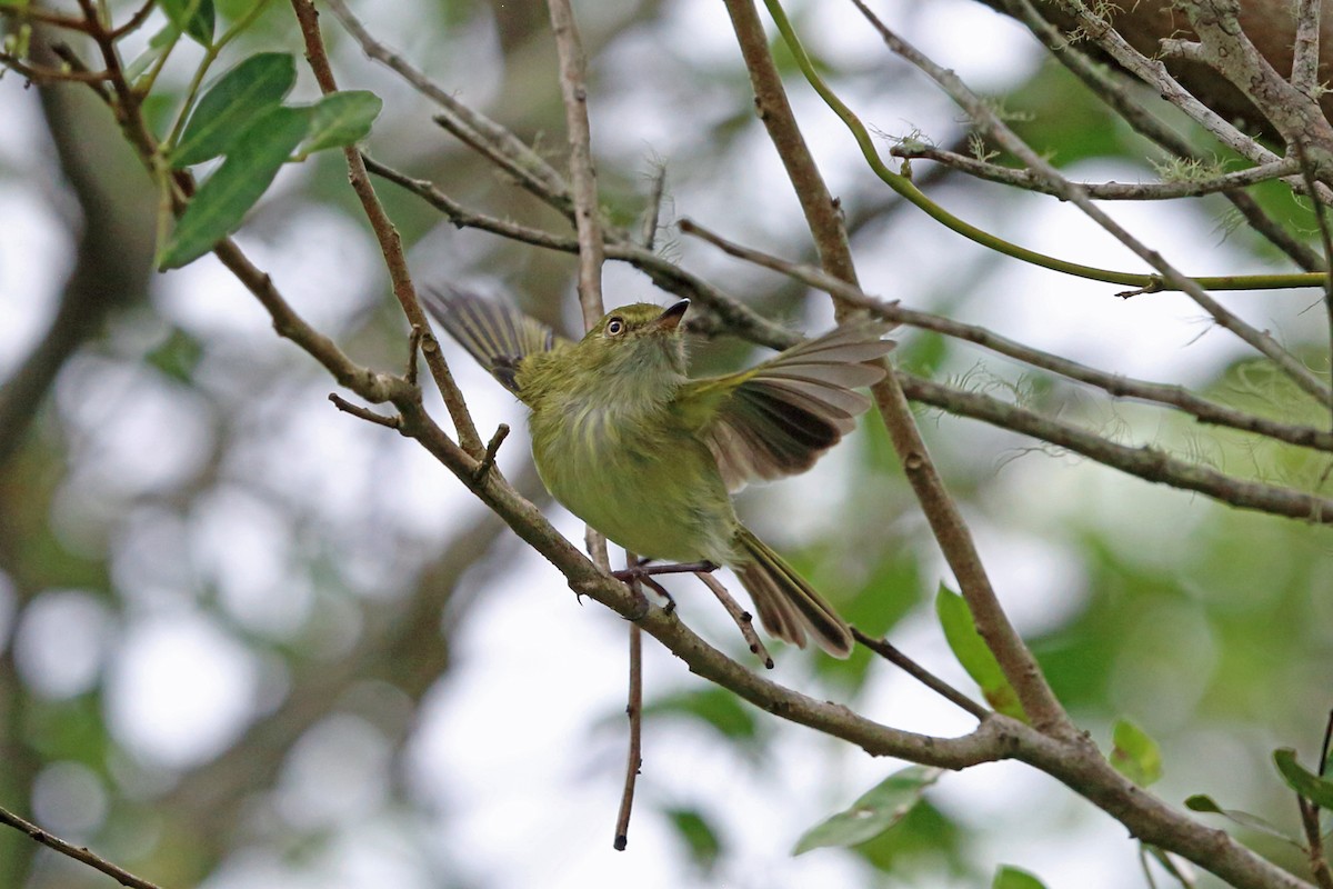 Hangnest Tody-Tyrant - ML45273641