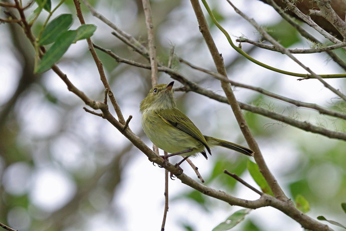 Hangnest Tody-Tyrant - ML45273651