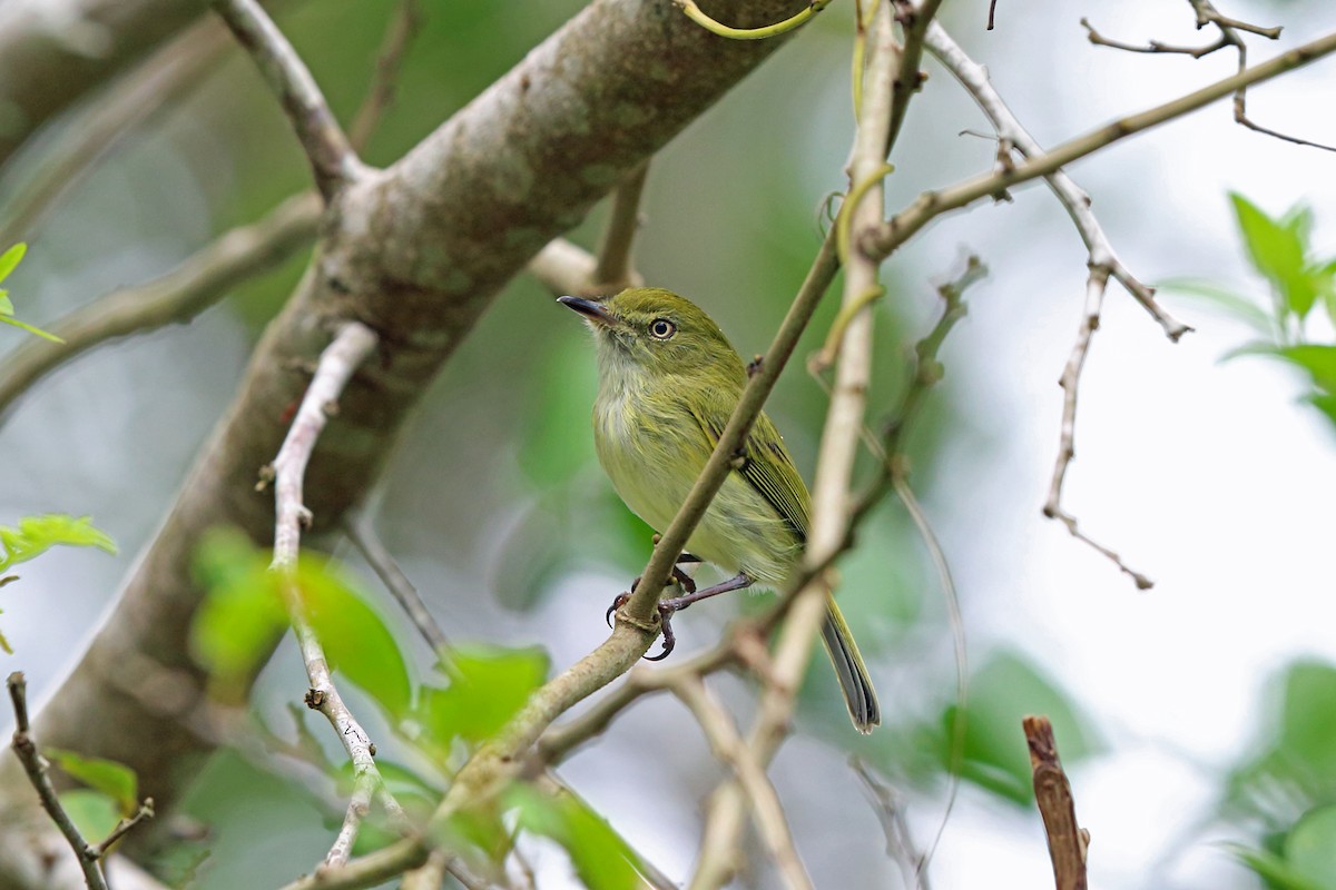 Hangnest Tody-Tyrant - ML45273661