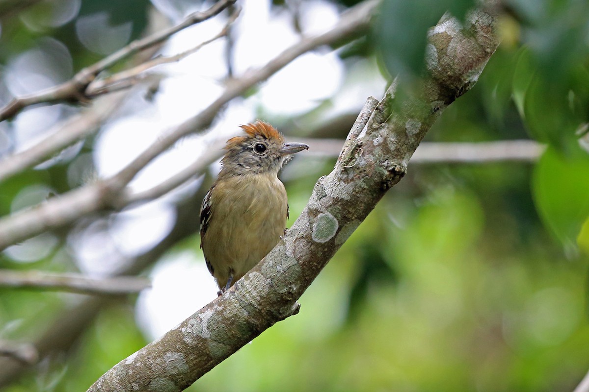 Sooretama Slaty-Antshrike - ML45273731