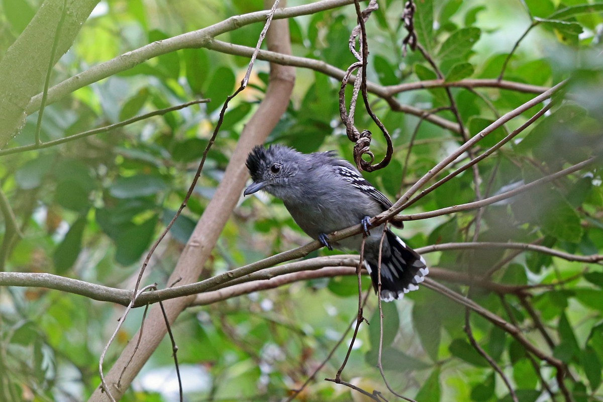 Batará Pizarroso de Sooretama - ML45273741