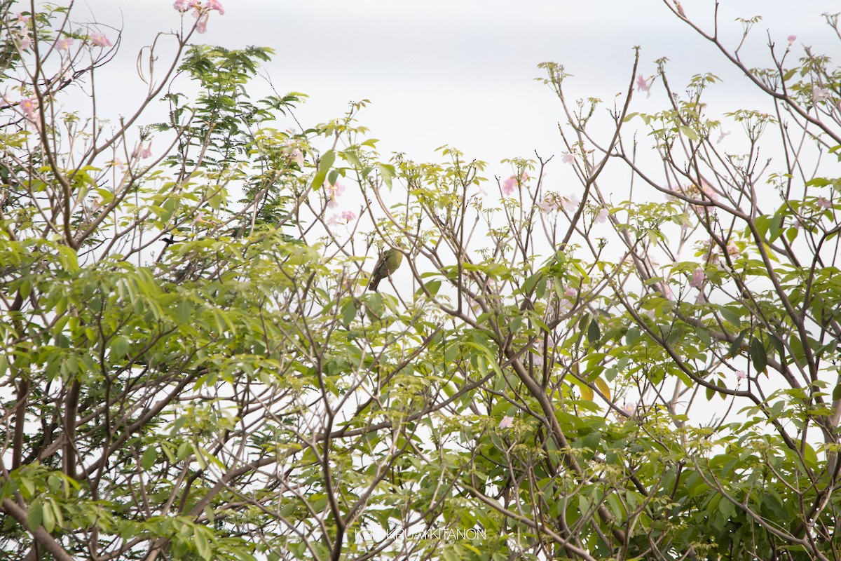 Pink-necked Green-Pigeon - ML452737501