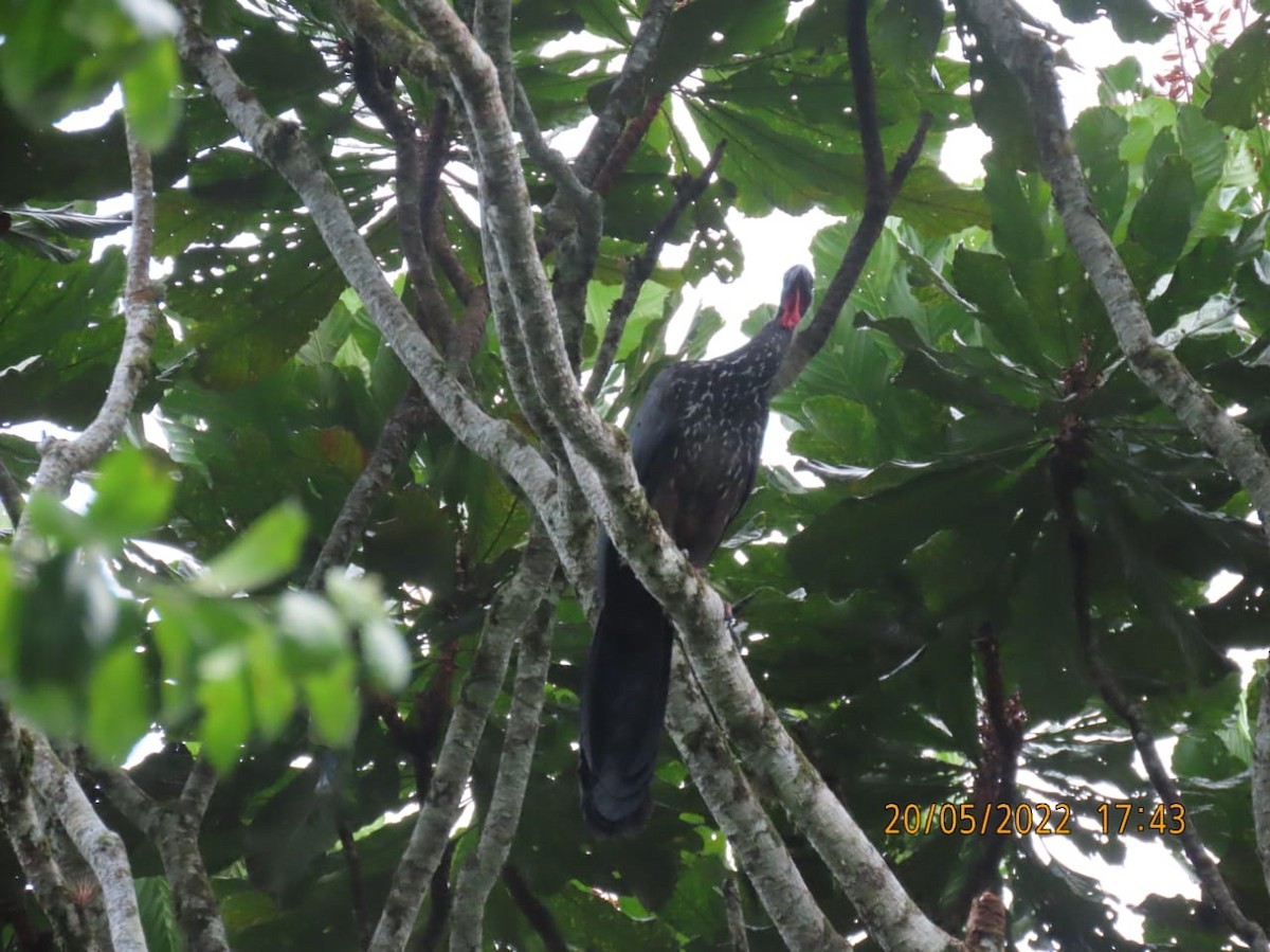 Ortonguan - ML452738331