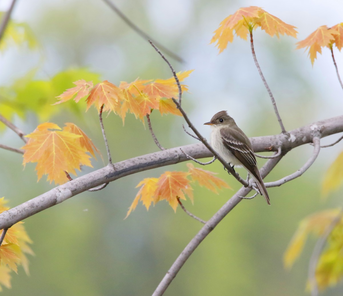 Eastern Wood-Pewee - ML452739511