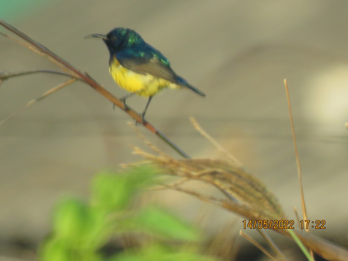 Variable Sunbird - ML452740101