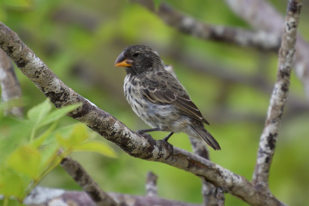 Medium Ground-Finch - ML452740831