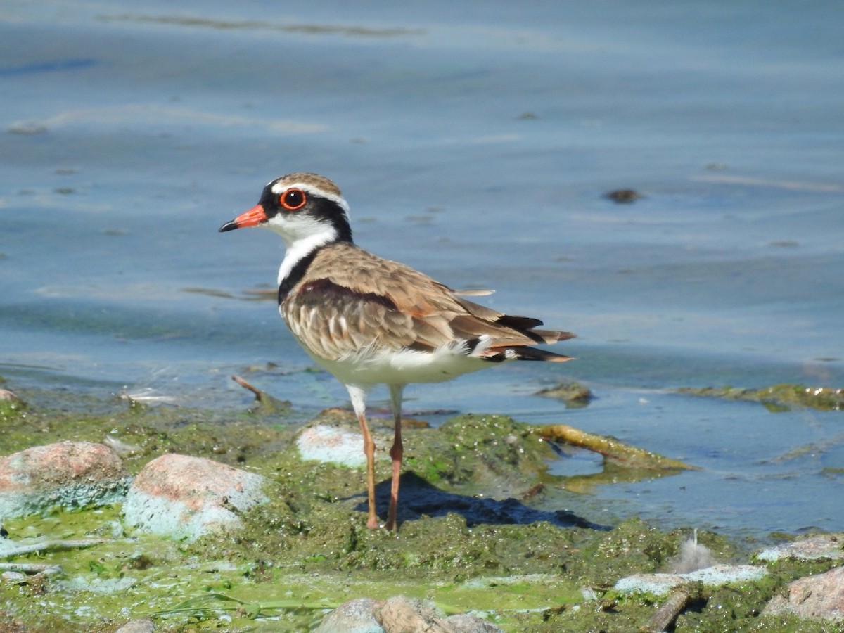 Black-fronted Dotterel - Michael Daley