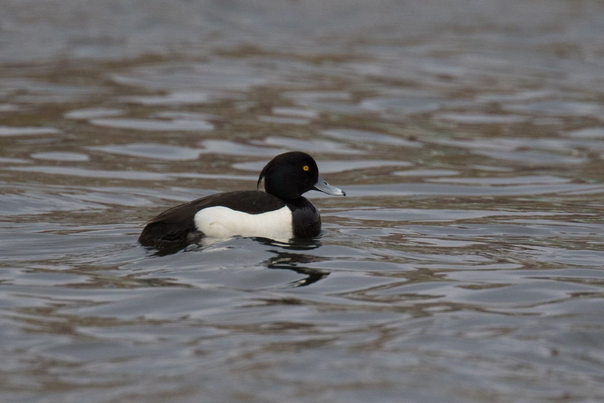 Tufted Duck - ML452741621