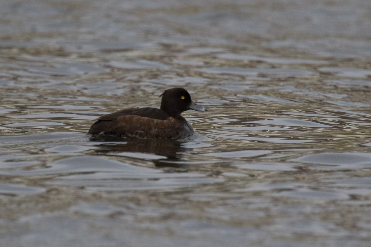 Tufted Duck - ML452741631