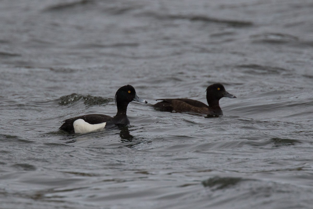 Tufted Duck - ML452741641