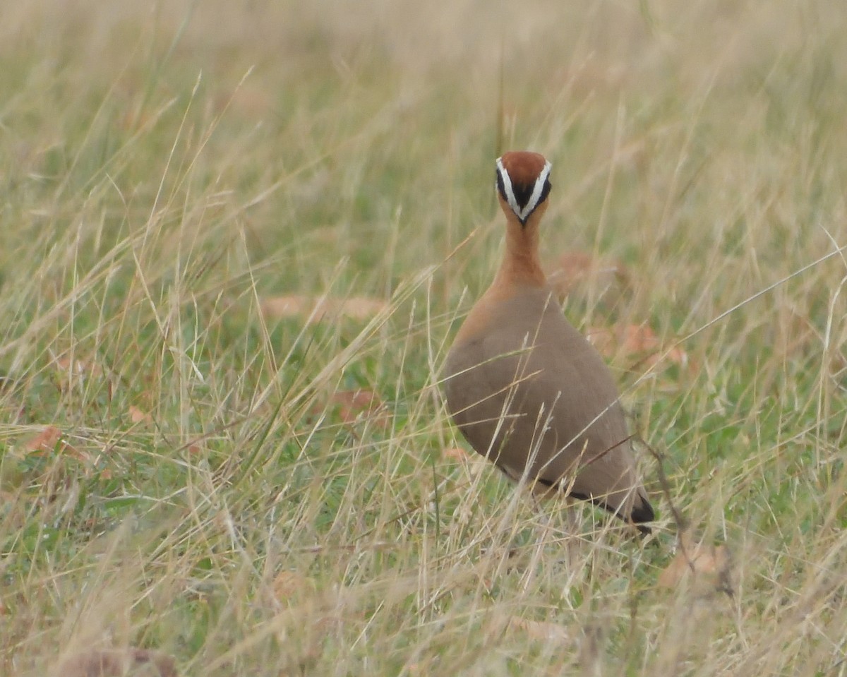 Indian Courser - ML452741771