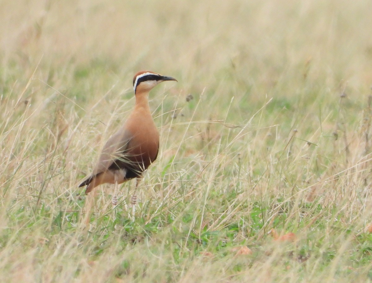 Indian Courser - ML452741781