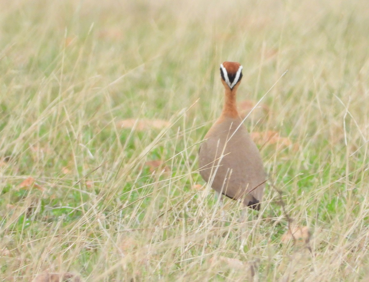 Indian Courser - ML452741801