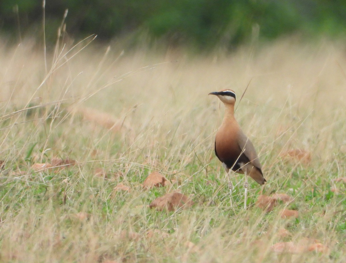 Indian Courser - ML452741821