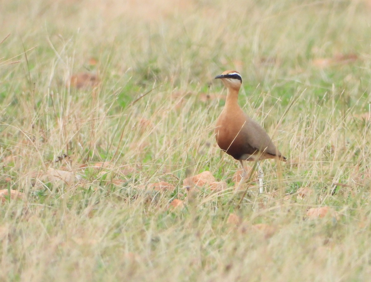 Indian Courser - ML452741831