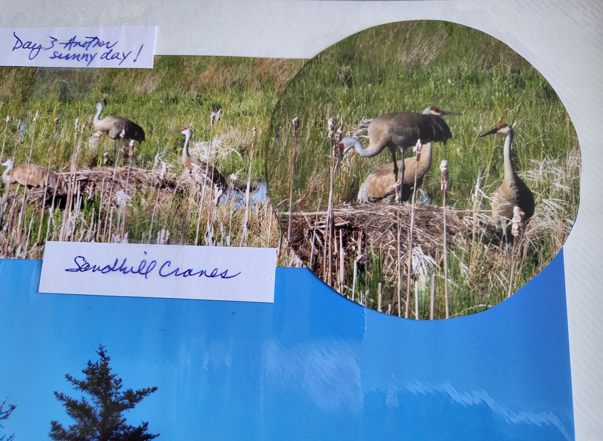 Sandhill Crane - ML452743091