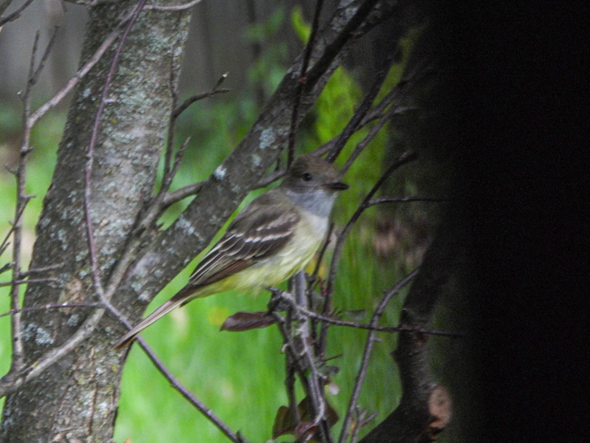 Great Crested Flycatcher - ML452743471