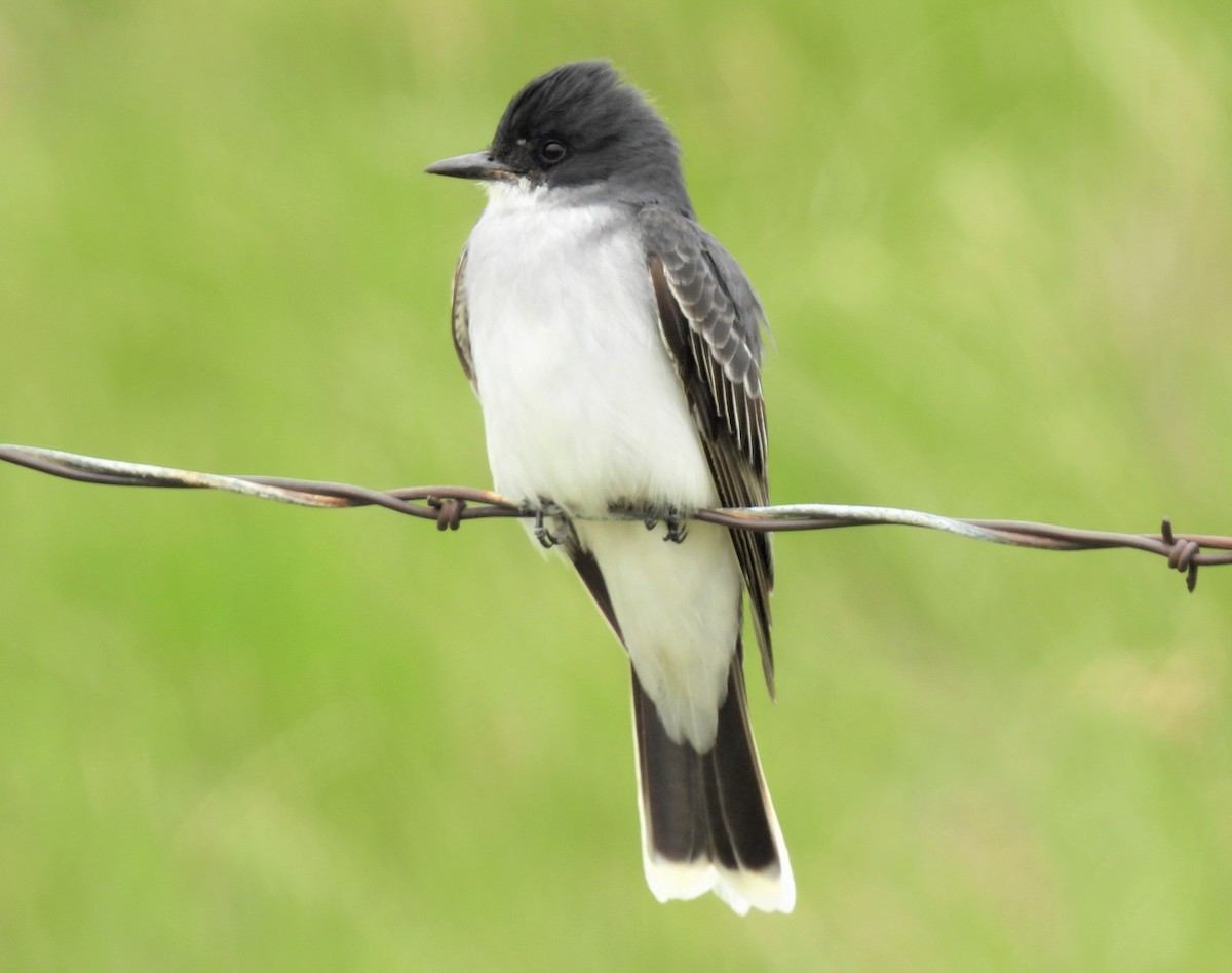 Eastern Kingbird - ML452743731