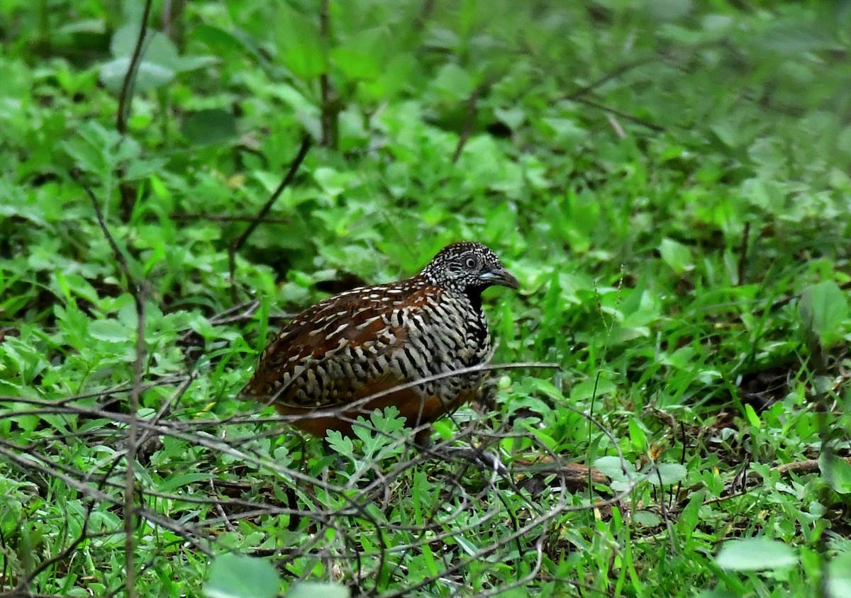 Barred Buttonquail - ML452743861