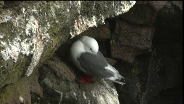 Red-legged Kittiwake - ML452744