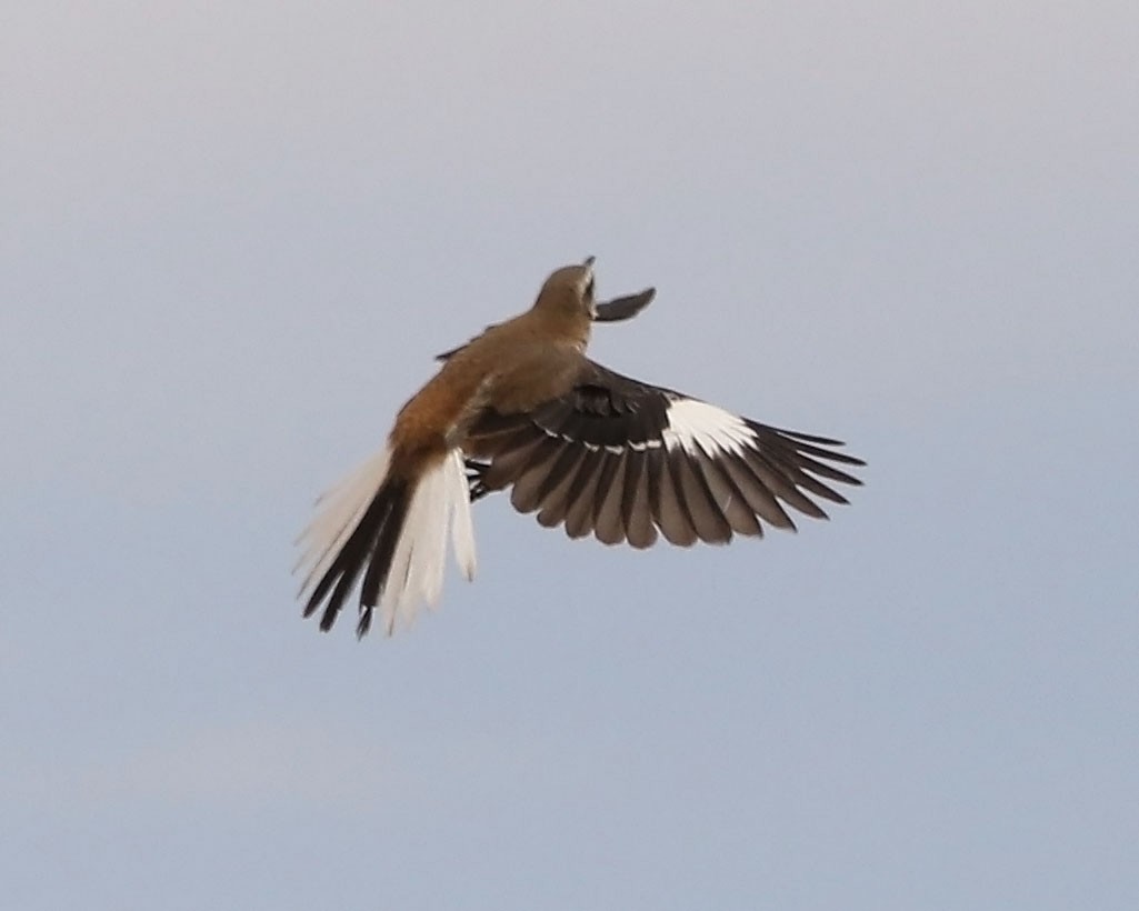 Brown-backed Mockingbird - Trevor Ellery