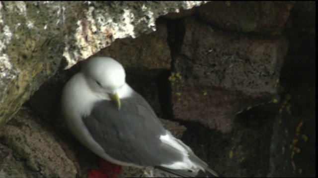 Red-legged Kittiwake - ML452745