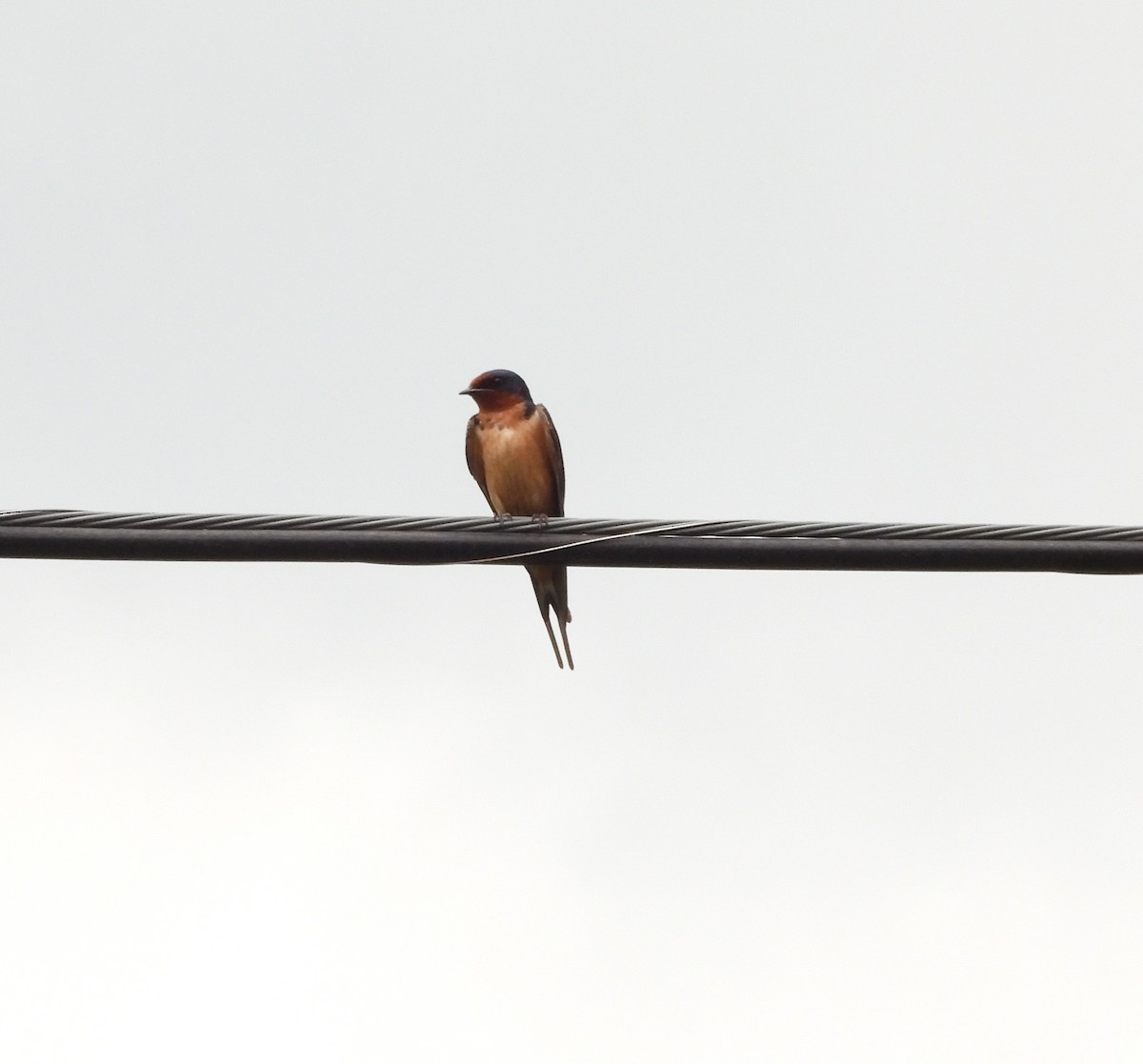 Golondrina Común - ML452746151