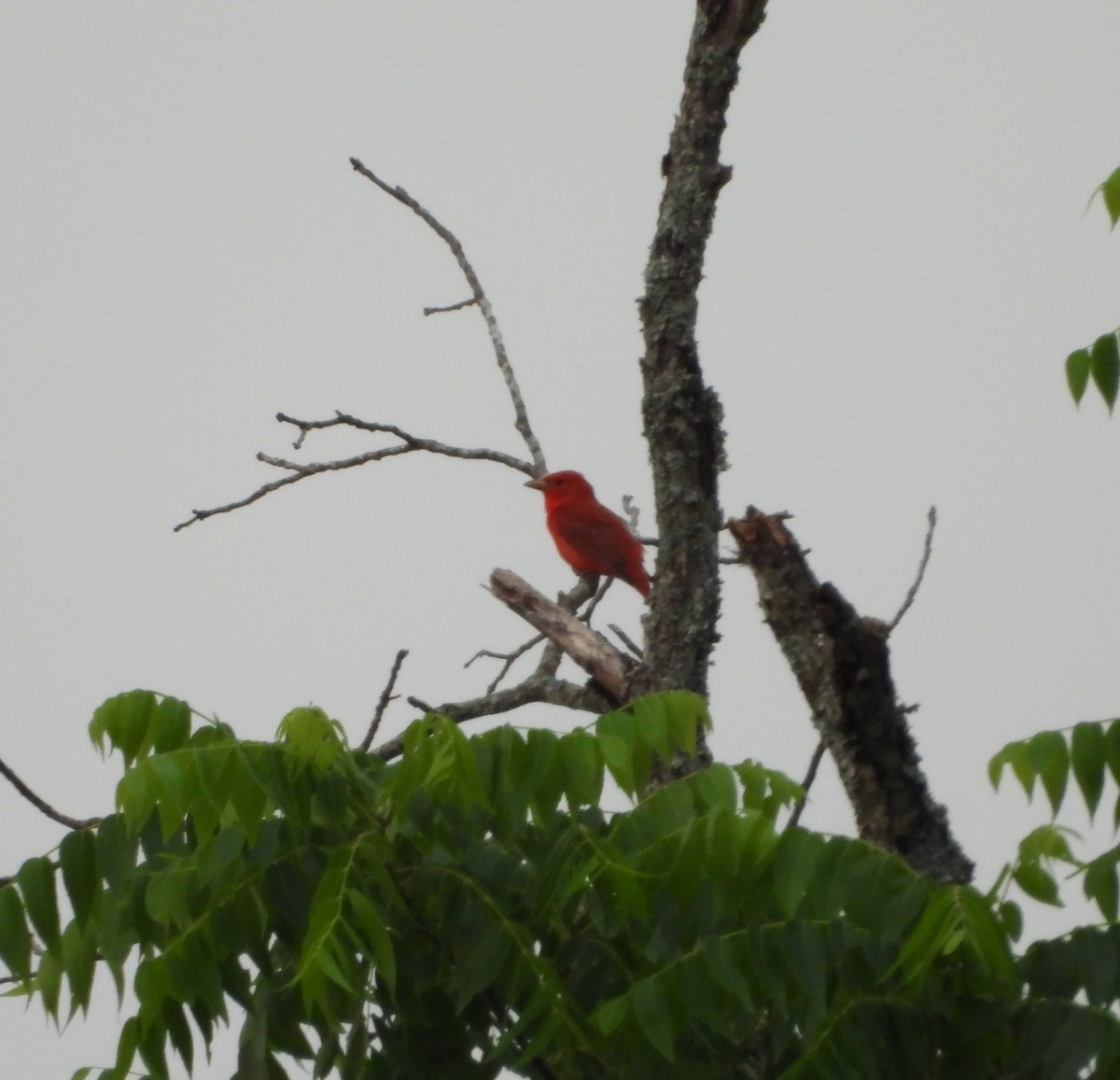 Summer Tanager - ML452746581