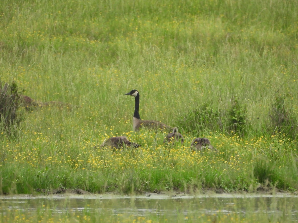 Canada Goose - ML452746681