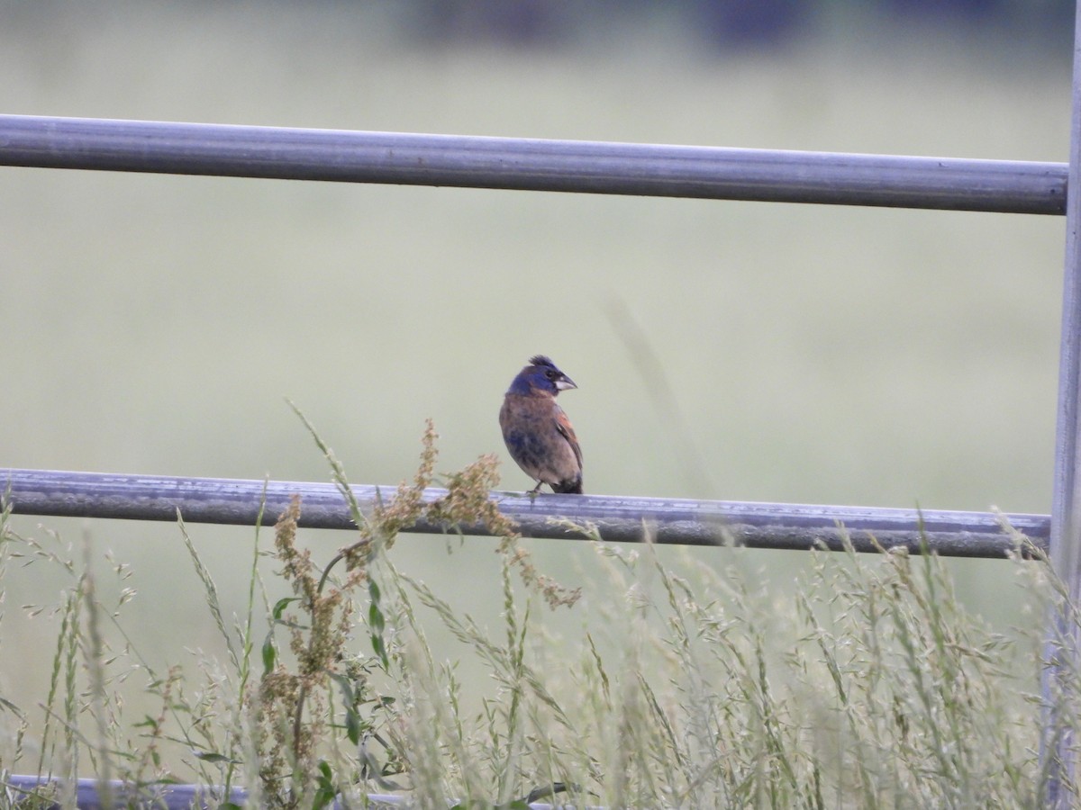 Blue Grosbeak - ML452747191