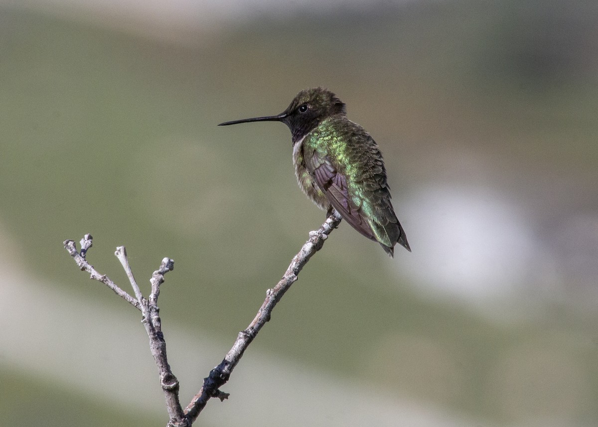 Black-chinned Hummingbird - ML452747451