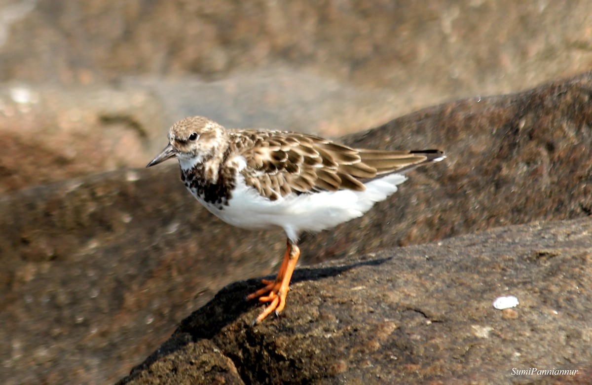 Ruddy Turnstone - sumi Panniannur