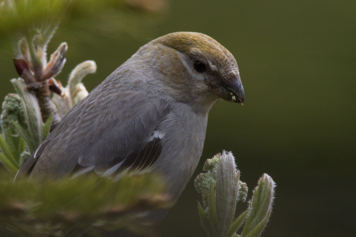 Pine Grosbeak - ML452747731