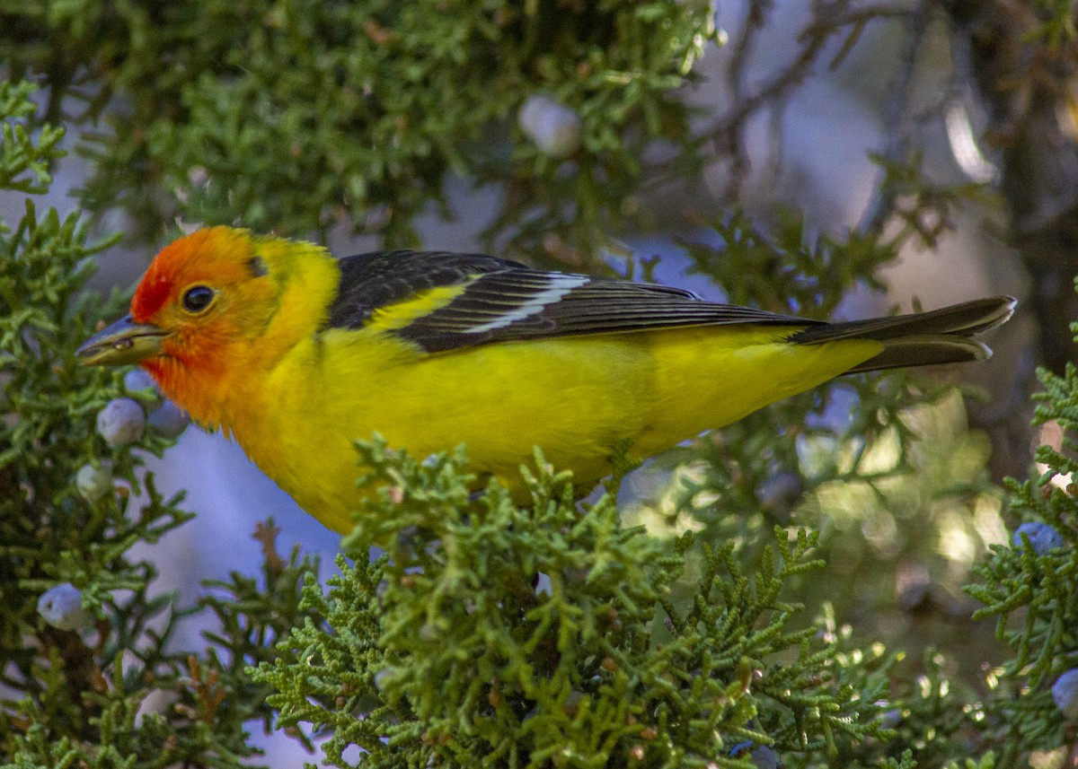 Western Tanager - ML452747881